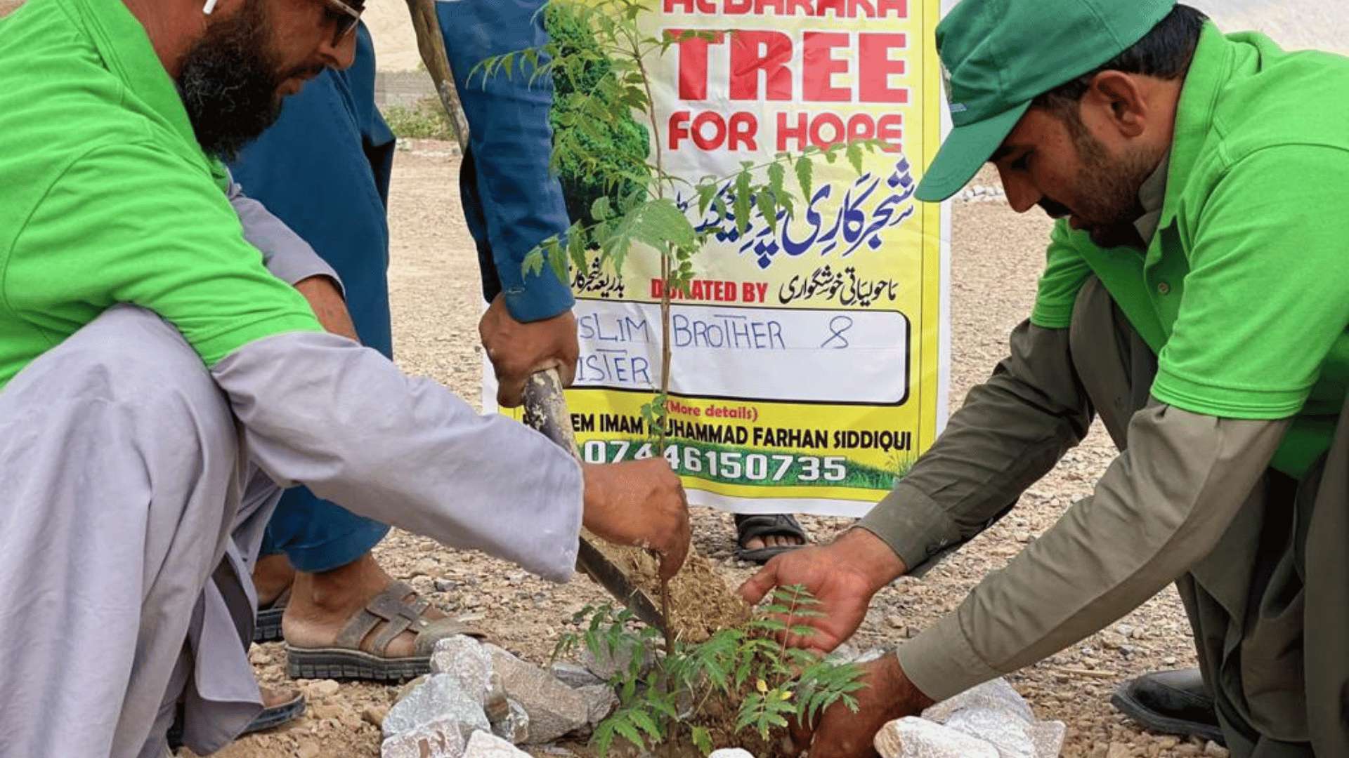 Tree Project Image 3